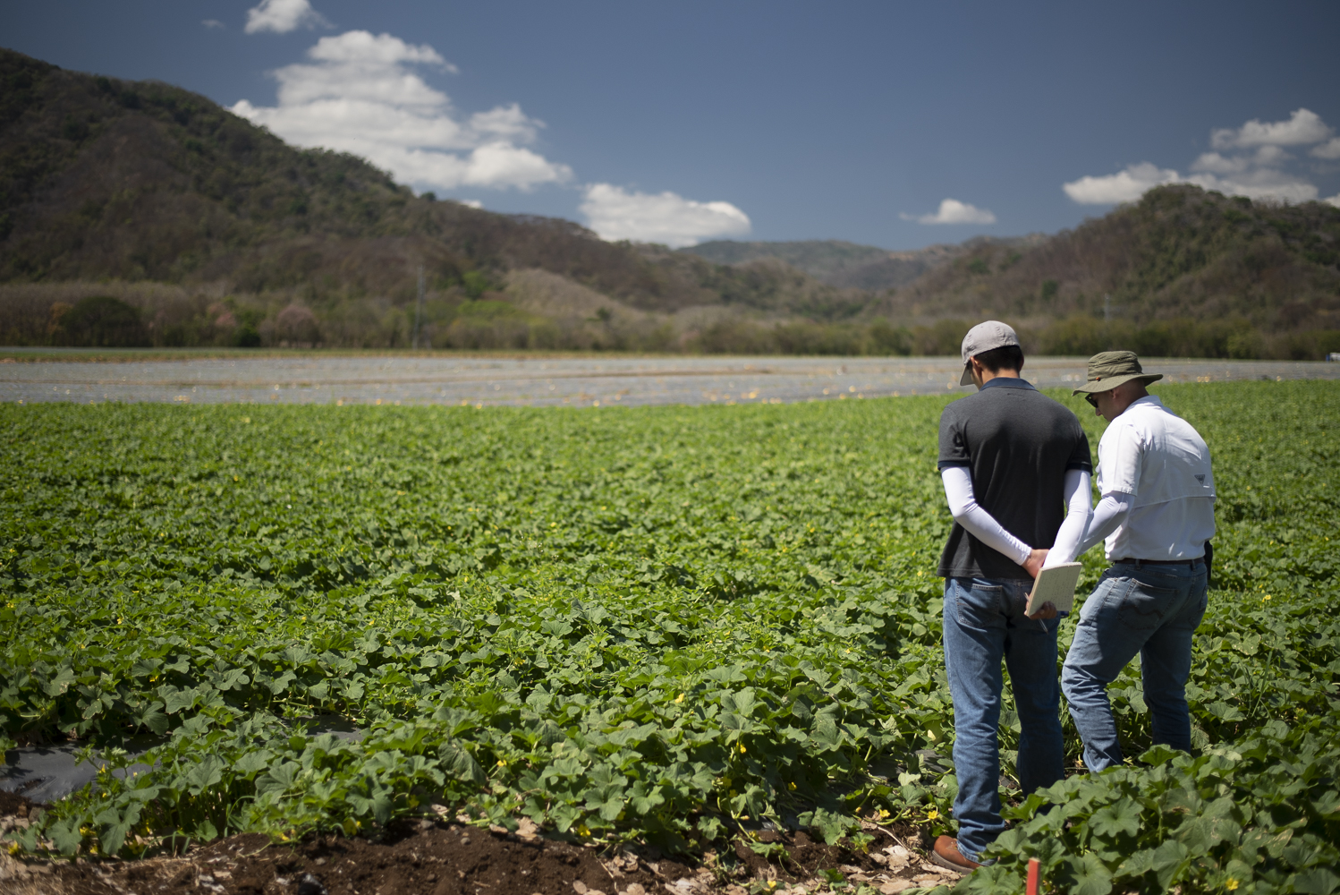 Cadena agroalimentaria
